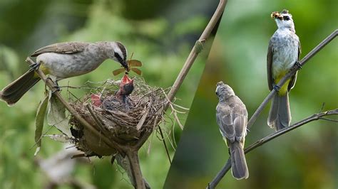 Feeding Hungry Chicks In The Nest Merbah Youtube