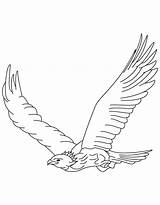 Flying Aigle Eagles Aquile Coloriage Coloriages Tawny Bald Usps Animaux Colorings Peasy Vulture Cartoon Stampare Designlooter Discover sketch template