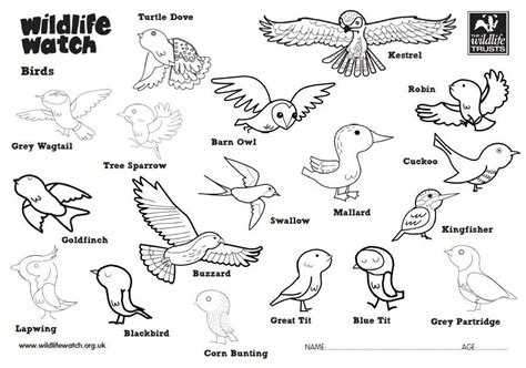 colouring sheets british birds google search activity sheets
