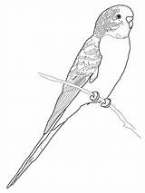Coloring Parrot Budgie Pages Budgerigar Printable Perruche Coloriage Bird Print Supercoloring Colouring Drawing Imprimer Click Budgerigars Parakeet Adult Parrots Color sketch template