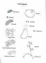 Cell Coloring Cells Worksheet Human Alive Answer Key Plant Popular Chessmuseum sketch template