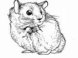Hamster Realistic Pages Coloring Getcolorings Pet Awful Color Getdrawings sketch template