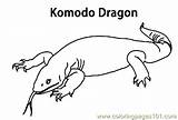 Komodos Coloring Printable Color Pages Reptile sketch template