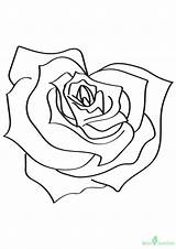 Rose Heart Shaped Coloring Printable Pages Roses Categories sketch template