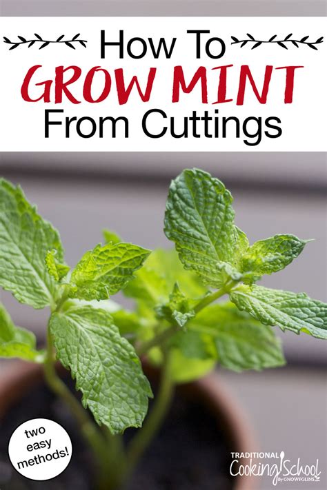 easily grow mint  cuttings
