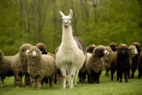 guard llamas    farming  protect sheep goats hens   livestock  coyotes