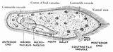 Paramecium Clipart Cell Etc Google Usf Edu Search Medium Including Above Any Use Large Macro Micro Gif sketch template