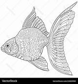 Coloring Goldfish Adult Vector Royalty sketch template