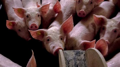 miljoenen varkens meer gefokt  nederland  toegestaan rtl nieuws