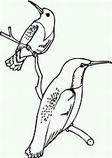 Rufous Hummingbirds sketch template