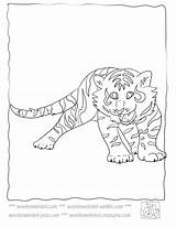 Coloring Pages Tiger Baby Choose Board sketch template