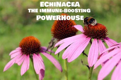 the immune boosting powerhouse echinacea