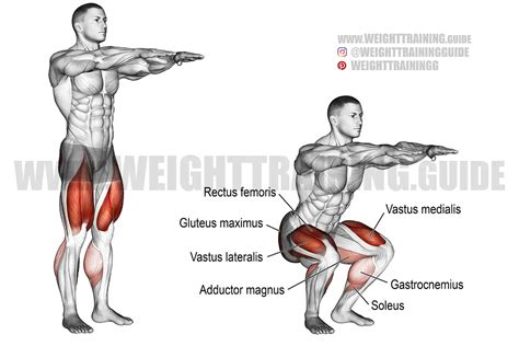 bodyweight squat exercise instructions and video weight training guide