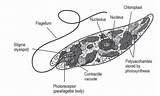 Euglena Microscope sketch template