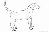Coloring Hound Dog Printable Adults sketch template