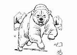 Bear Coloring Grizzly Osos Dibujos Chachipedia Animados sketch template