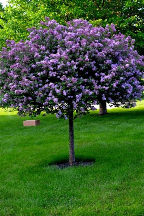 lovely flowering tree ideas   home yard lilac tree dwarf