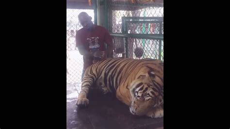tiger wakes   run youtube
