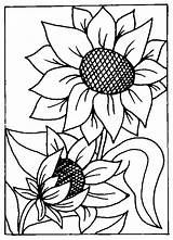 Floarea Colorat Soarelui Sunflower Fleurs Girasoli Tournesol Colorier Girasoles Flores Girasol Planse Bordar Coloriages Colorare Riscos Plantes P09 Soare Decupat sketch template
