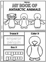 Artic Antarctica Antarctic Preschoolers Antartica Prep Montessori Literacy Walrus Fine Ingles sketch template