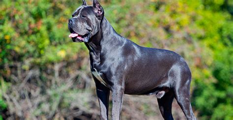 cane corso dog breed information  ultimate guide breed advisor