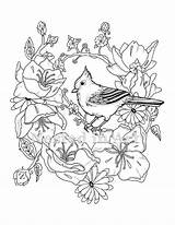 Tufted Titmouse sketch template
