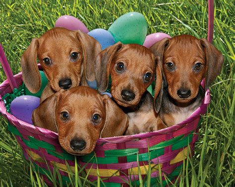 rescue puppies april  verysupercool media  marketing services