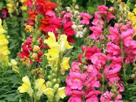 grow snapdragons gardening channel