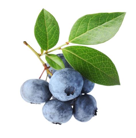 blueberry leaf fruits drawing fruit painting blueberry plant