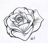Rose Line Drawings Stencil Cliparts Clipart Flowers Computer Designs Use sketch template