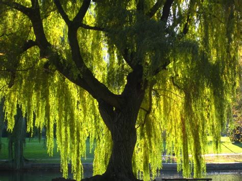 Buy Weeping Willow Trees Online The Tree Center