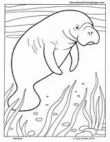 Manatee Mammals Robbe Whale Ausmalbilder Manatees Ausmalbild sketch template
