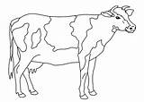 Kuh Malvorlage Ausmalbilder Kühe Rind Malvorlagen Drucken Kostenlose sketch template