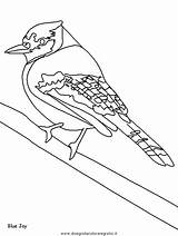 Uccelli Urraca Bosco Verschiedene Uccello sketch template
