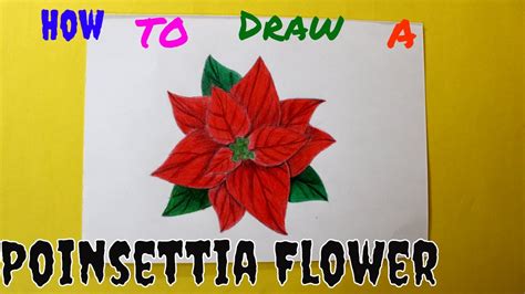 draw  poinsettia beautiful poinsettia flower drawing youtube