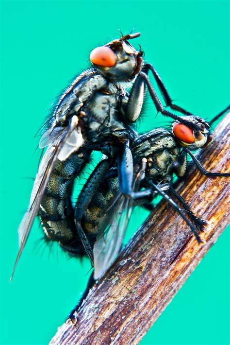 Wild Sex Sexo Selvagem Flies Are Well Adapted For