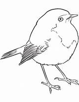 Coloring Goldcrest Categories Birds sketch template