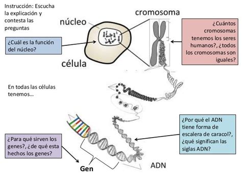Relacion Entre Adn Cromosomas Y Genes