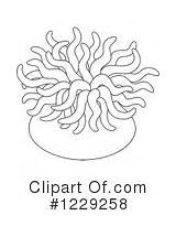 Sea Anemone Clipart Clipground Anemones sketch template