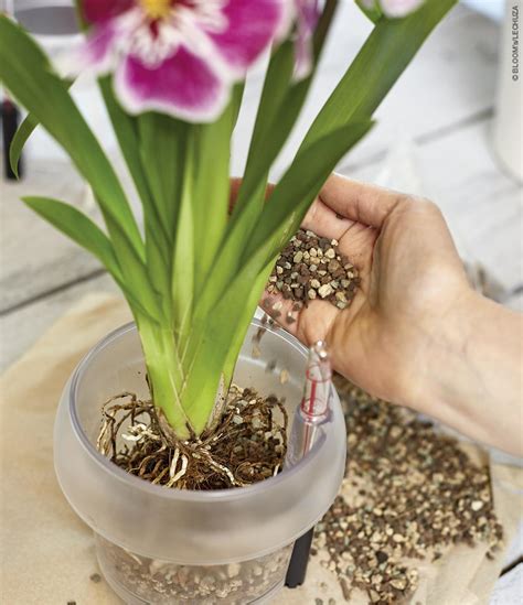 tips en tricks voor de verzorging van orchideeen