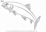 Trout Drawingtutorials101 Fishes Sketch Improvements sketch template