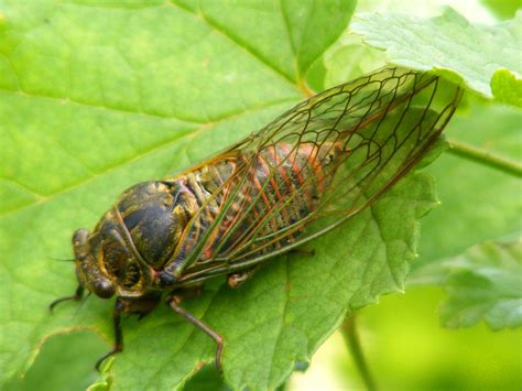 days   claise cicadas  summer
