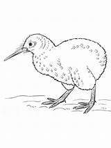 Coloring Pages Kiwi Birds sketch template
