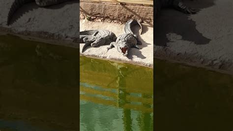 crocodiles à crocoparc agadir youtube
