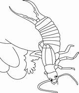 Earwig Dig Bugs sketch template