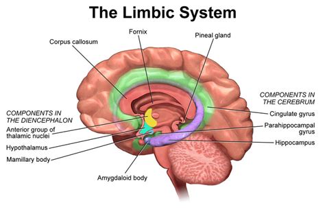 Limbic System Teens Risky Behavior Neuroscience News