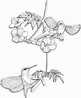 Coloring Hummingbird Pages Print Coloring4free Hummingbirds Line Drawing Ruby Throated Printable Bird Adult Clip Flower Gif Getdrawings Choose Board Everfreecoloring sketch template