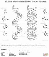 Dna Rna Worksheet Coloring Structure Replication Drawing Differences Labeled Between Structural Pages Worksheets Model Printable Molecule Activity Biological Molecules Fill sketch template