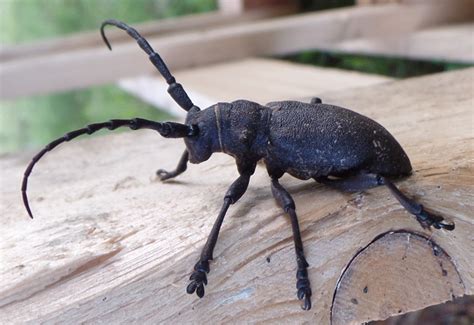 longicorn from france is weaver beetle what s that bug
