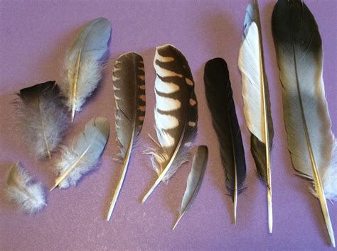 focus  feathers wild heritage